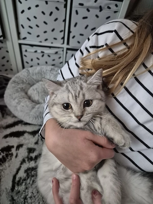 BKH Kitten Kater zu verkaufen  Bild 4