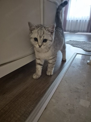 BKH Kitten Kater zu verkaufen 