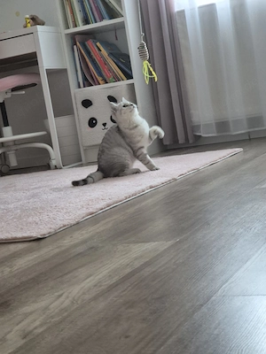 BKH Kitten Kater zu verkaufen  Bild 5