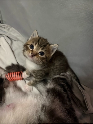 6 Kitten suchen! geimpft, gechippt, entwurmt, großes Starter Paket! 
