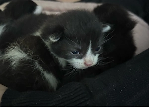 3 von 4 Kitten abzugeben Maine Coone Mix
