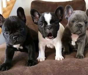 Französische Bulldog Welpen mit Ahnentafel Bild 5