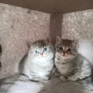 BKH Britisch Kurzhaar Kitten ,2Junge noch frei. 