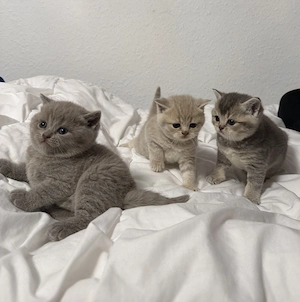 Reinrassige British Kurzhaar Kitten  Bild 2