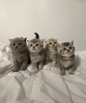Reinrassige British Kurzhaar Kitten  Bild 5
