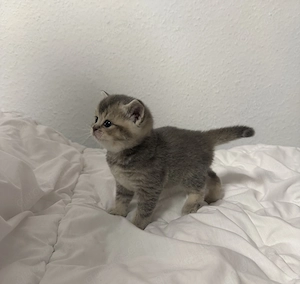 Reinrassige British Kurzhaar Kitten  Bild 4