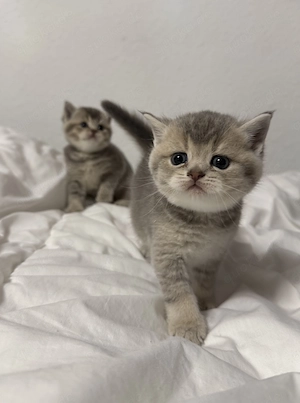 Reinrassige British Kurzhaar Kitten  Bild 3