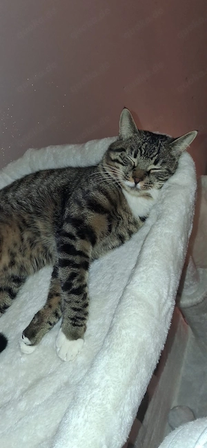 traum kater sucht liebevolles Zuhause