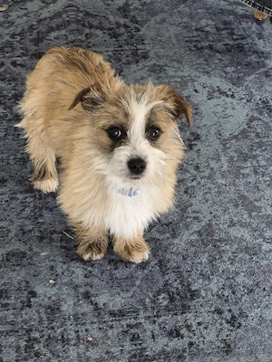 Woody - kleiner Hundejunge sucht sein endgültiges Zuhause