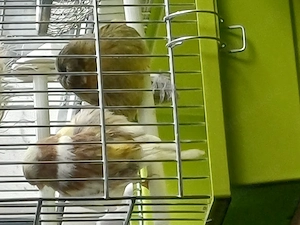 gloster kanarienvögel Pärchen 