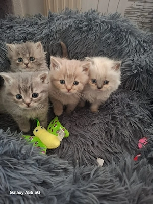 baby Katzen
