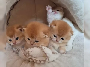 Reinrassige BKH kitten mit Stammbaum