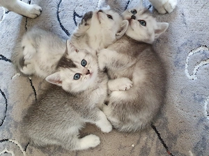 Britische kurzhaar Kitten 