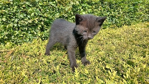 Katzenbabys BKH Mix 