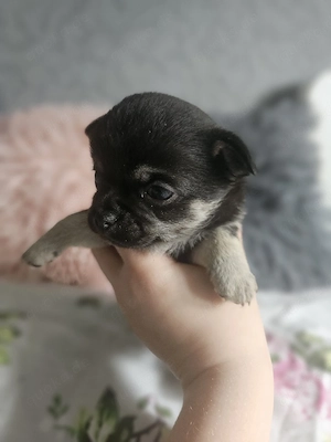 Kräftiger Chihuahua-Rüde Spike sucht liebevolles Zuhause 