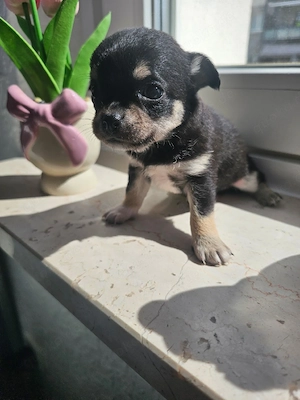 Typvolle Chihuahua Hündin Liloha sucht liebevolles Zuhause 