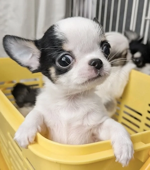 6 Chihuahua mini Welpen