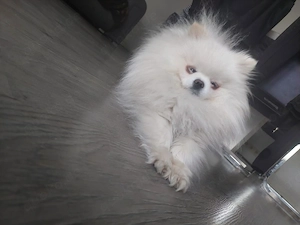 Pomeranien mini (besitzt ein baumstam)
