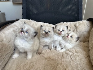 Wundervolle Heilige Birma-Ragdoll Kitten suchen ihr Für-Immer-Zuhause
