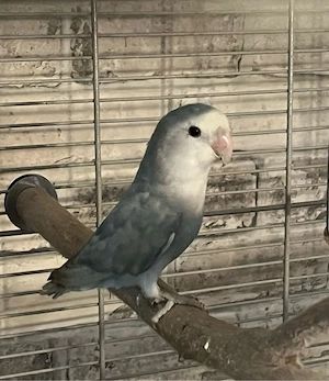 Agarporniede