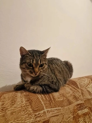 Sushi Verspieltes Tigerkätzchen sucht spannende Familie