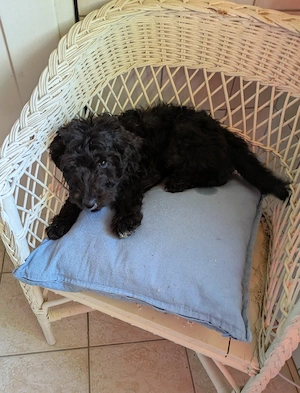 Fröhliches Aussiedoodle-Baby  Bild 4