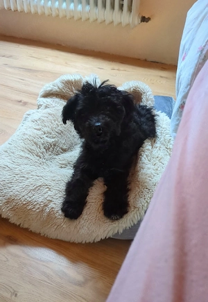 Fröhliches Aussiedoodle-Baby  Bild 3