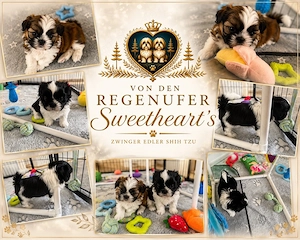 Exklusive Shih Tzu Welpen aus Championlinie von den Regenufer Sweetheart's