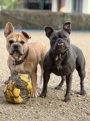 Schweren Herzens suchen wir für unsere beiden Hunde gemeinsam ein liebevolles neues Zuhause.   