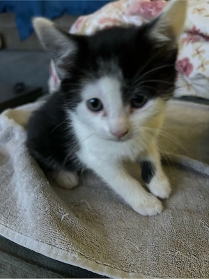 Baby katzen abzugeben