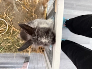 Zuckersüßes, handzahmes Kaninchen-Männchen (inkl. Käfig & Zubehör) zu verschenken!