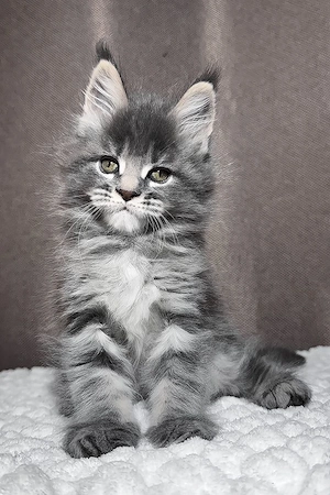 Edle Maine Coon Kätzin Blue Smoke 13 Wochen Sanft & Ruhig
