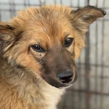 Nelio Im Wachstum   Der flauschige Hundejunge