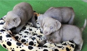 Wunderschöner silberner Labrador Rüde und Hündinnen  sucht liebevolles Zuhause