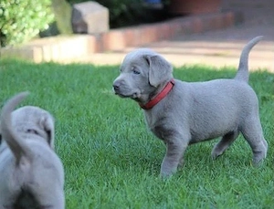 Reinrassige Labrador Welpen Silber  mit Papieren 