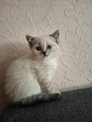 Britisch Kurzhaar Katzenbaby