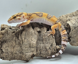wunderschöne Leopardgecko Jungtiere 2025 abzugeben 