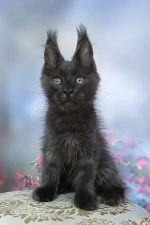 Stattlicher Maine Coon Junge Sanftmütiger Riese in Blue 14 Wochen