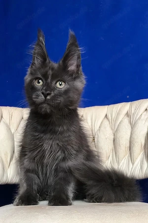 Stattlicher Maine Coon Junge Sanftmütiger Riese in Blue 14 Wochen