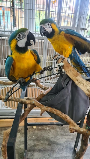 2 Gelbbrustaras abzugeben