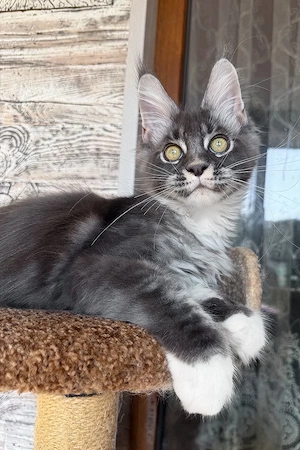 Edler Maine Coon Junge  Blue Bicolor  4 Monate  Sanft & Ruhig