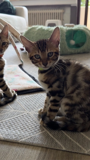 ABGABEBEREIT!!!Reinrassige Bengal Kätzchen suchen ein neues Zuhause Bild 5