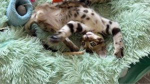 ABGABEBEREIT!!!Reinrassige Bengal Kätzchen suchen ein neues Zuhause Bild 4