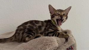 ABGABEBEREIT!!!Reinrassige Bengal Kätzchen suchen ein neues Zuhause Bild 3