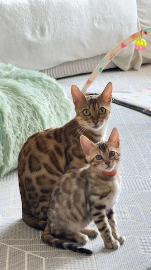 ABGABEBEREIT!!!Reinrassige Bengal Kätzchen suchen ein neues Zuhause Bild 9