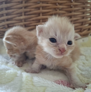 Zwei BKH BLH Kater suchen gemeinsam ihr Zuhause