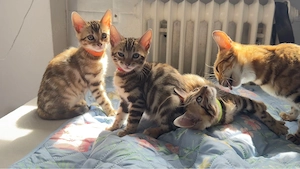 ABGABEBEREIT!!!Reinrassige Bengal Kätzchen suchen ein neues Zuhause Bild 8