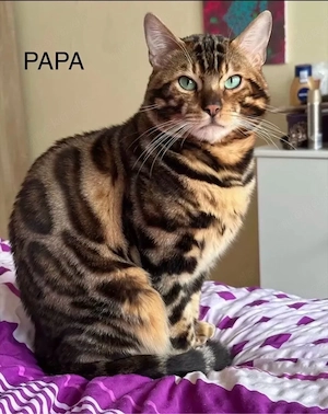 ABGABEBEREIT!!!Reinrassige Bengal Kätzchen suchen ein neues Zuhause Bild 10