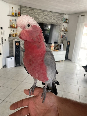 Rosa Kakadu männlich abzugeben, ca. 16 Monate alt Handaufzucht