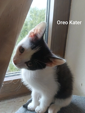 Kitten von einer BHK - Mix 